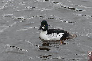 Common Goldeneye Male