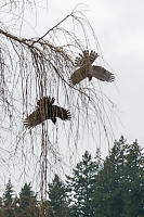 Crow And Hawk Side By Side Dive