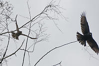 Hawking Chasing Crow Out Of Tree