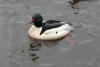 Common Merganser