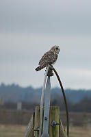 Short Eared Owl On Power Cable