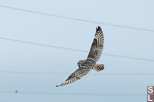 Short Eared Soaring