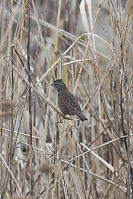 Song Sparrow Craning