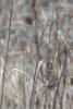 Song Sparrow In Tall Grasses
