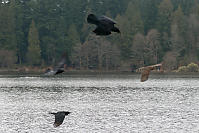 Three Crows Chasing Juvenile Coopers Hawk