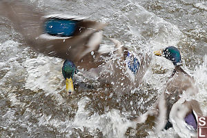 Two Mallards In Tight Skirmish