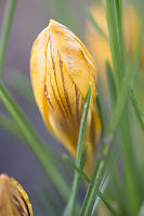 Crocus