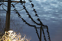 Crows Tipping On Power Wires