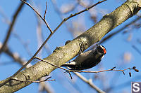 Hairy Woodpecker