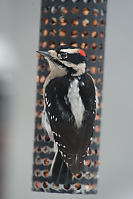 Puffed Up Male Downy Woodpecker
