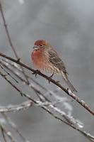 Puffed Up House Finch