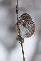 Puffed Up Song Sparrow