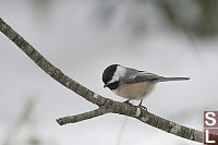 Chickadee On Branch