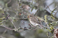 Purple Finch Female Eating Dried Fruit