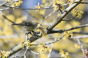 Ruby Crowned Kinglet With Flowers