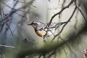 Variable Thrush Eating Winter Fruit