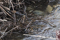 Pacific Wren At Stream Side