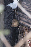 Pacific Wren Looking For Bugs