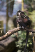 Goeldi's Monkey Watching