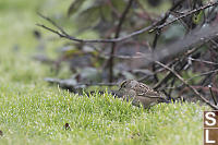 Golden Crown Sparrow