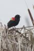 Red Winged Blackbird In Bulrush