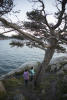 Shore Pine