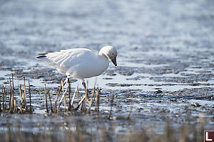 Snow Goose Looking For Food