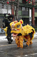 Two Lions Walking To Start