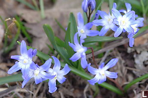 Blue Flowers