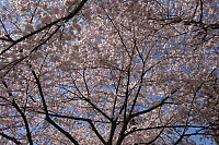 Looking up at the Cherry Blossoms