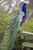 Peacock