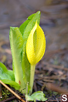 Skunk Cabbage Near Gold Stream