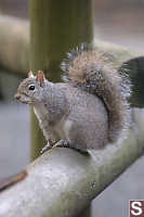 Squirrel Crop