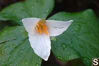 Trillium