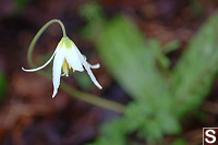 White Fawn Lily Gold Stream