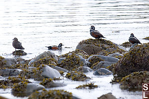 Harlequin Duck At Beach