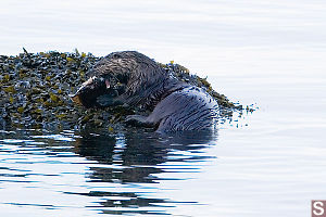 River Otter Biting In