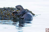 River Otter Looking Sideways