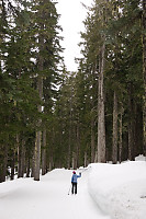 Helen Skiing In Taller Trees