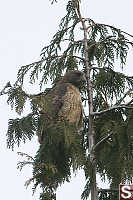 Red Tailed Hawk On Branch