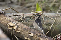 Male Downey Woodpecker