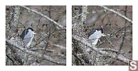 Black-crowned Night Heron