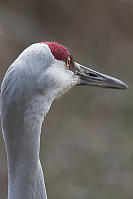 Sandhill Crane Lens Curve