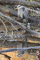 Heron In Down Tree