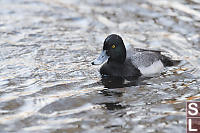 Male Greater Scaup