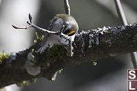 Golden Crowned Kinglet Cleaning
