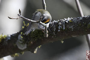 Golden Crowned Kinglet Cleaning