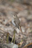 Hermit Thrush