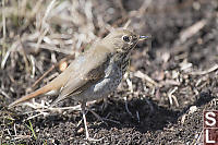 Hermit Thrush From Side