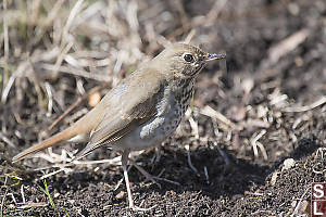 Hermit Thrush From Side